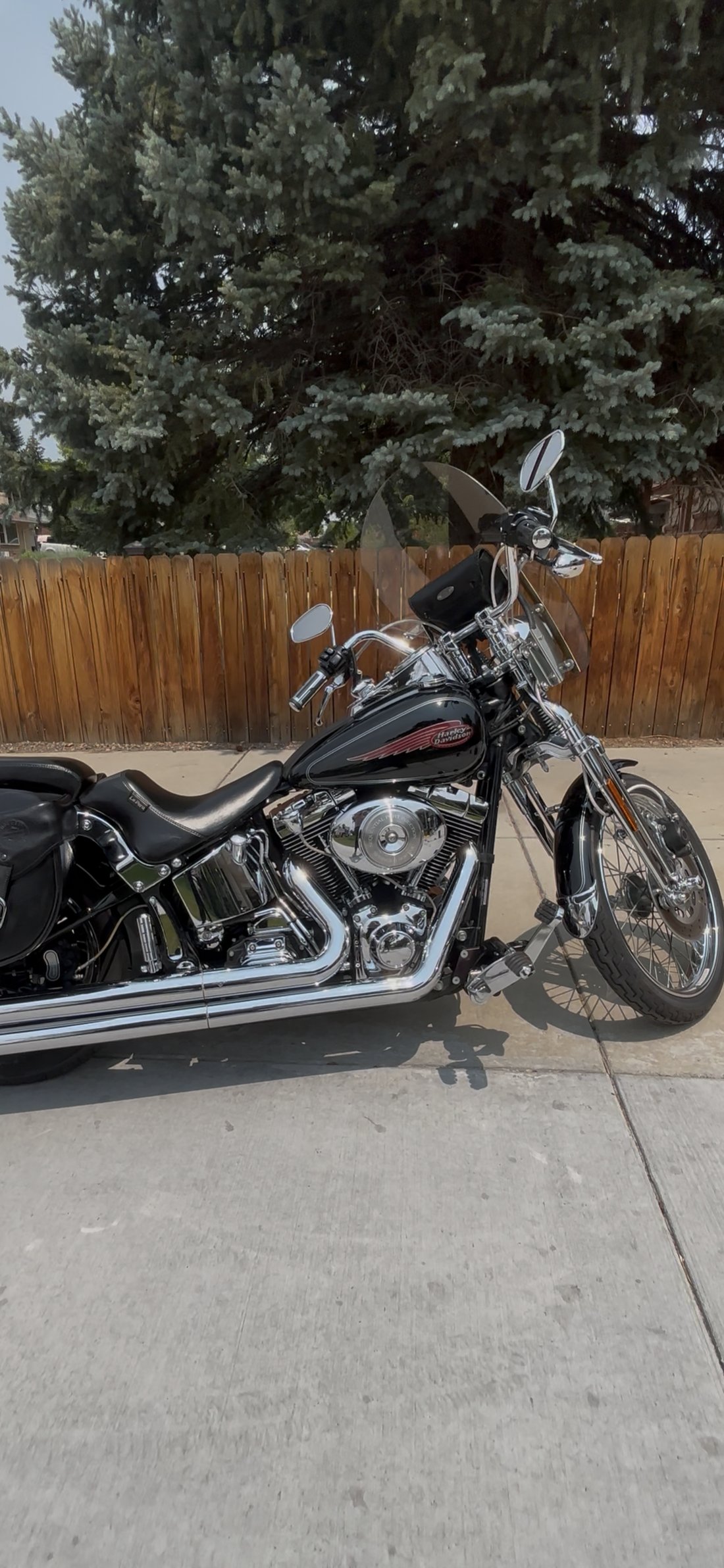 Black Harley Springer side profile