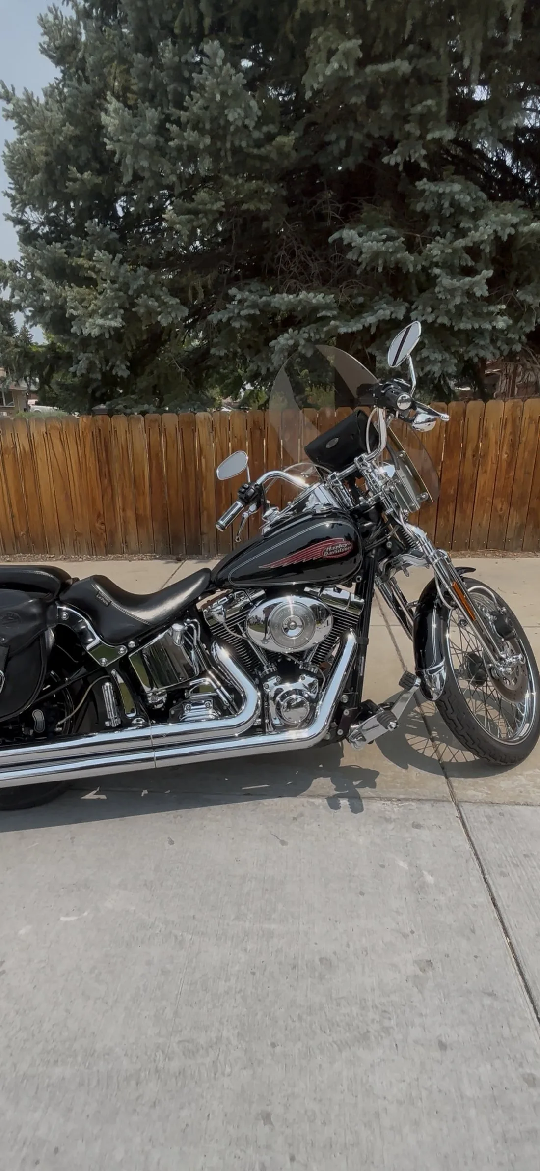 Black Harley Springer side profile